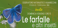 Le farfalle e altri insetti