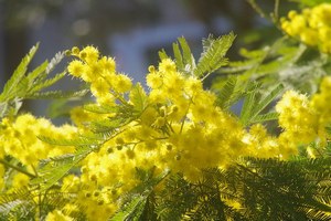 Comune di Poggio Torriana: le iniziative in cantiere per l'8 marzo