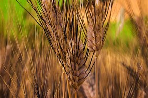 Il Gusto del Grano