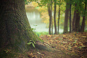 "Mettiamo Radici per il Futuro": l'iniziativa regionale per la piantumazione di alberi a favore dell'ambiente